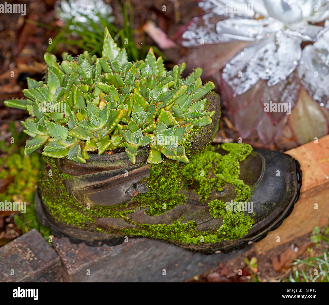 Faucaria tigrina, 'Tiger's ganascia", verde di piante succulente in crescita in contenitore inusuale - riciclato vecchio boot in pelle ricoperta di Emerald moss Foto Stock