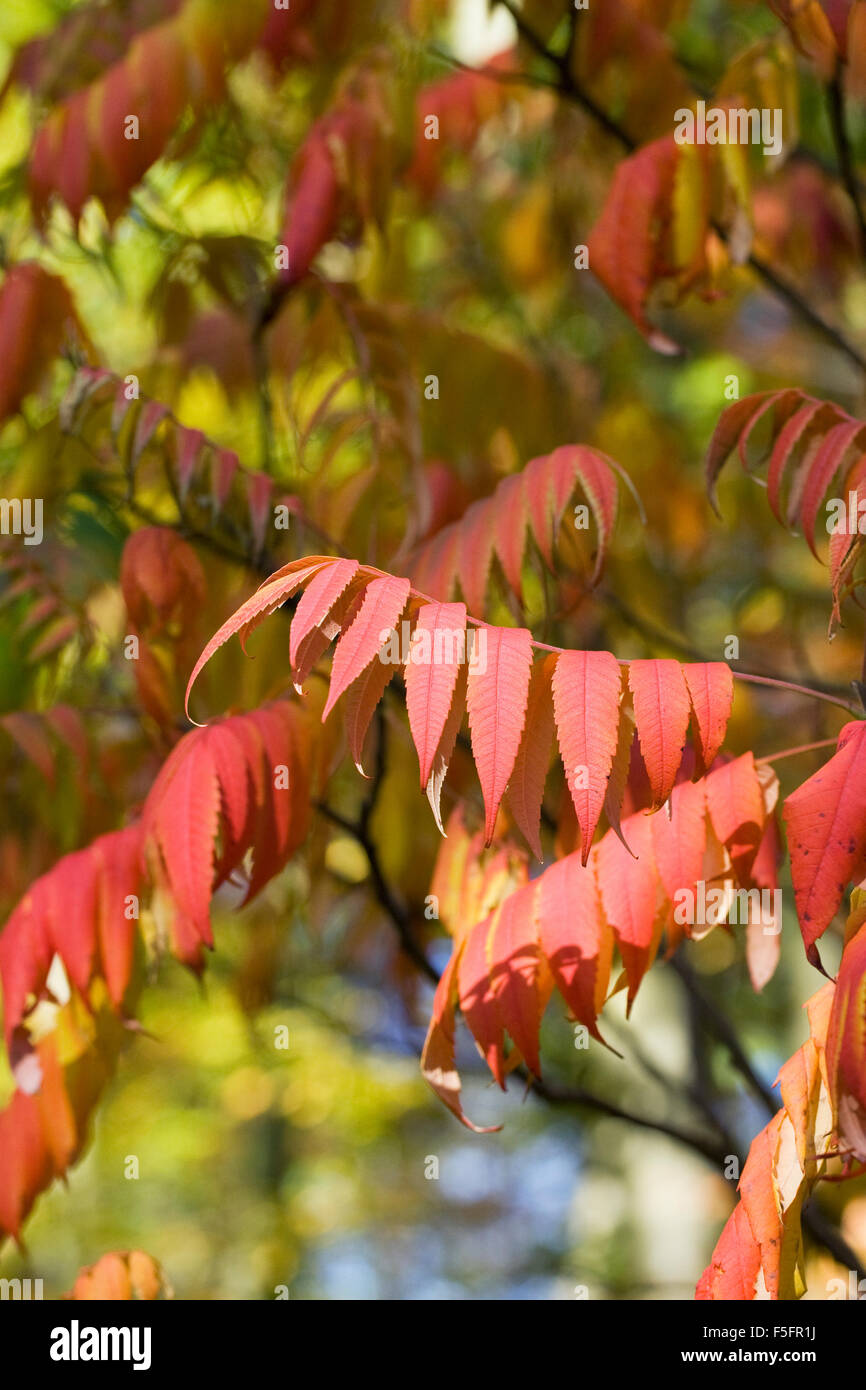 Rhus succedanea le foglie in autunno. Foto Stock