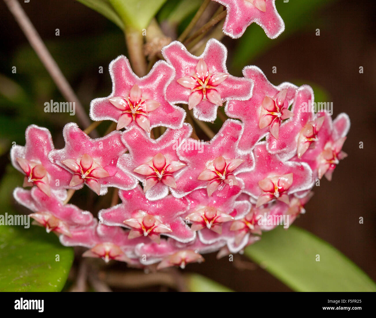 Cluster di grandi dimensioni di profonda e spettacolare rosa / rosso fiori profumati refilato con il bianco di Hoya 'Royal Hawaiian', pianta rampicante Foto Stock