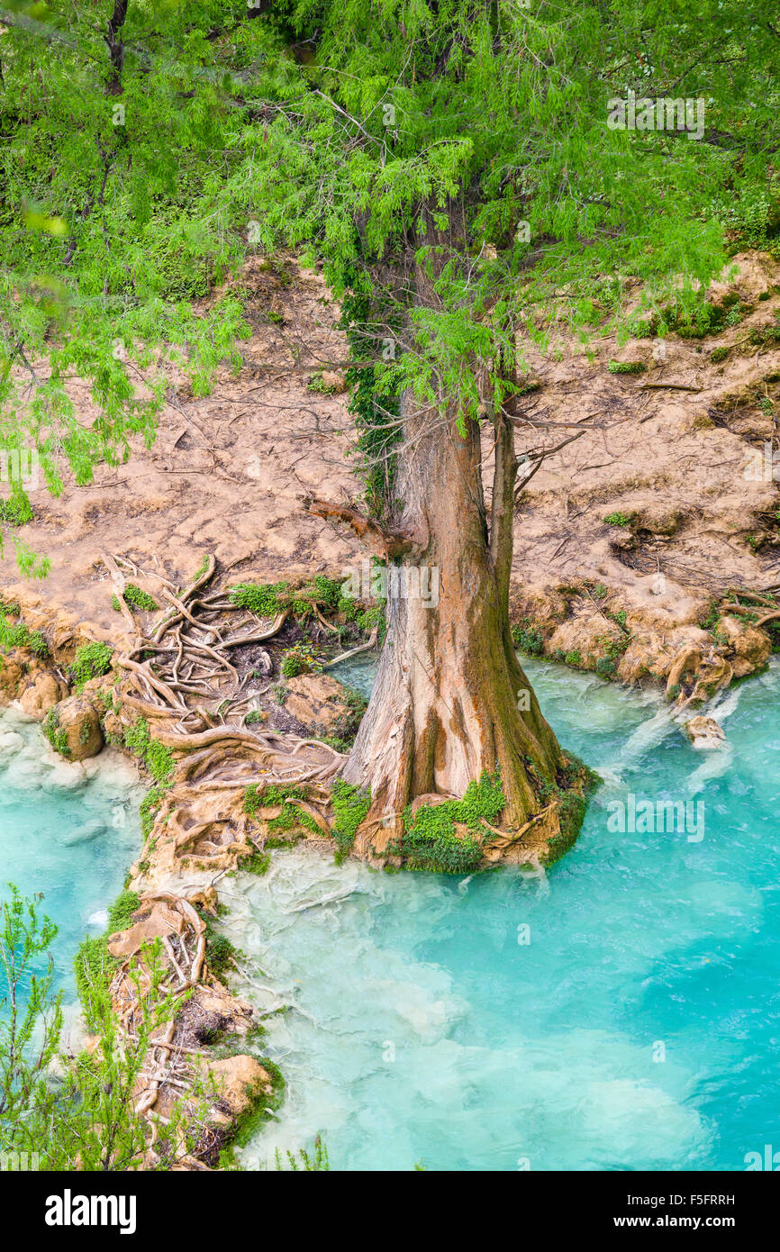 Albero e radici circondato da acque azzurre del fiume vicino alla base delle cascate di Minas Viejas a San Luis Potosi, Messico. Foto Stock