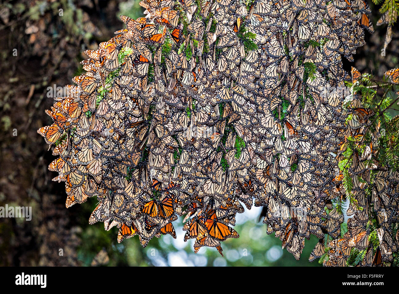 Centinaia di farfalle monach aggrapparsi a una oyamel abete nel Rosario Santuario, Michoacan, Messico. Foto Stock