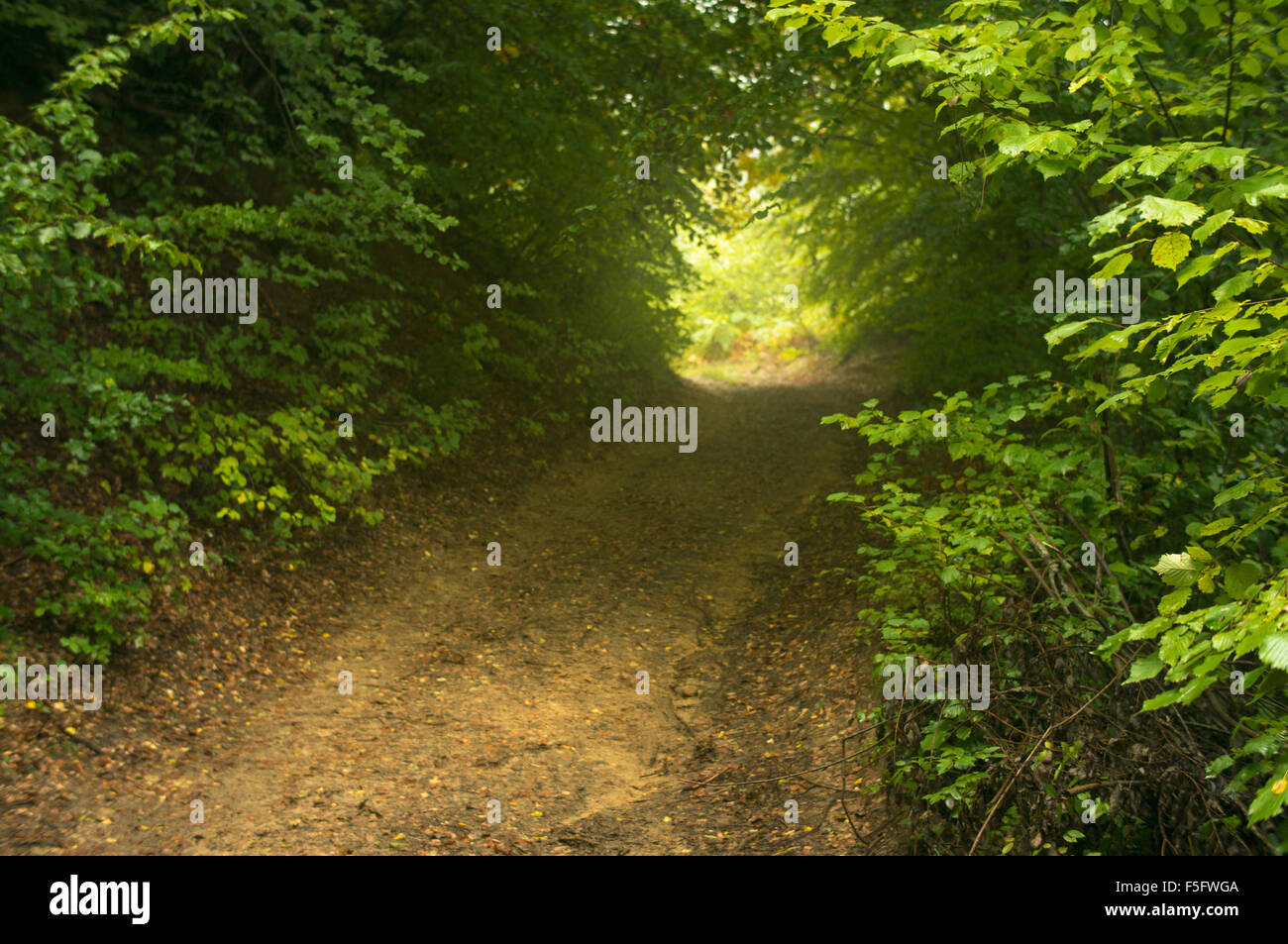 Onirico percorso di foresta vi invita in un magico viaggio attraverso i boschi. Foto Stock