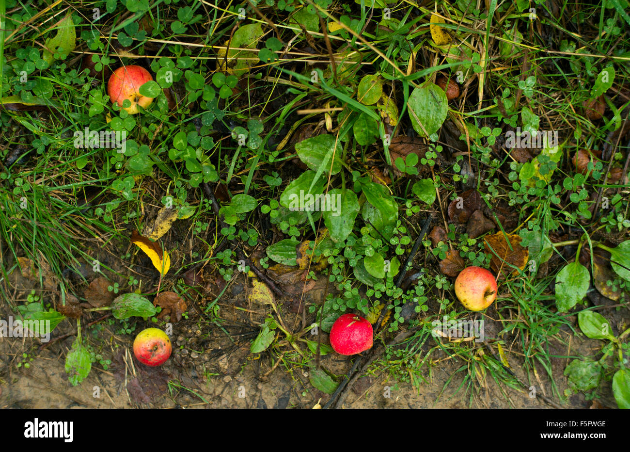 Piccolo e pieno di sapore mele sdraiato sul pavimento lungo il sentiero della foresta. Foto Stock