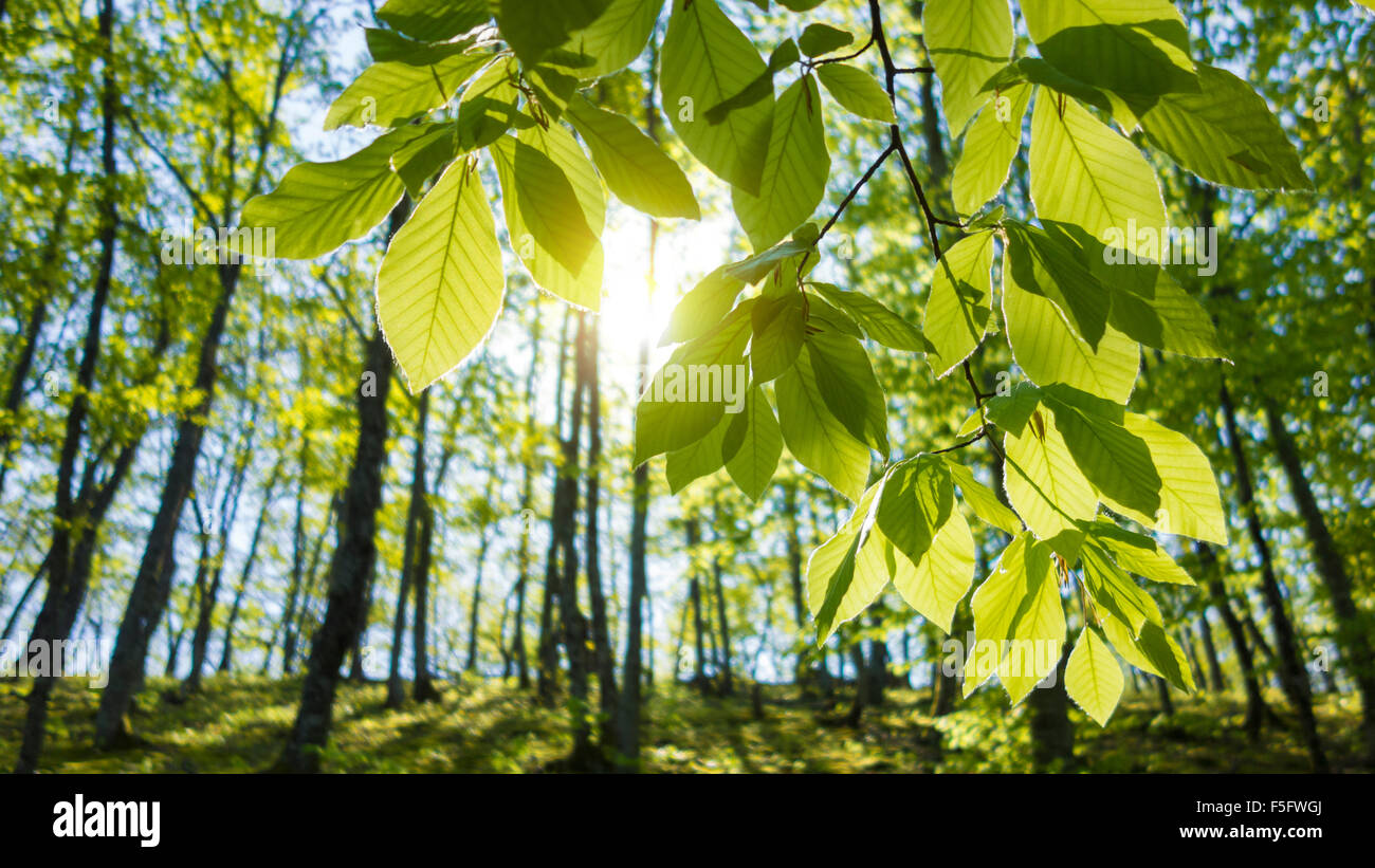 I raggi luminosi di luce del mattino proveniente attraverso le nuove foglie di un bosco di faggi. Foto Stock