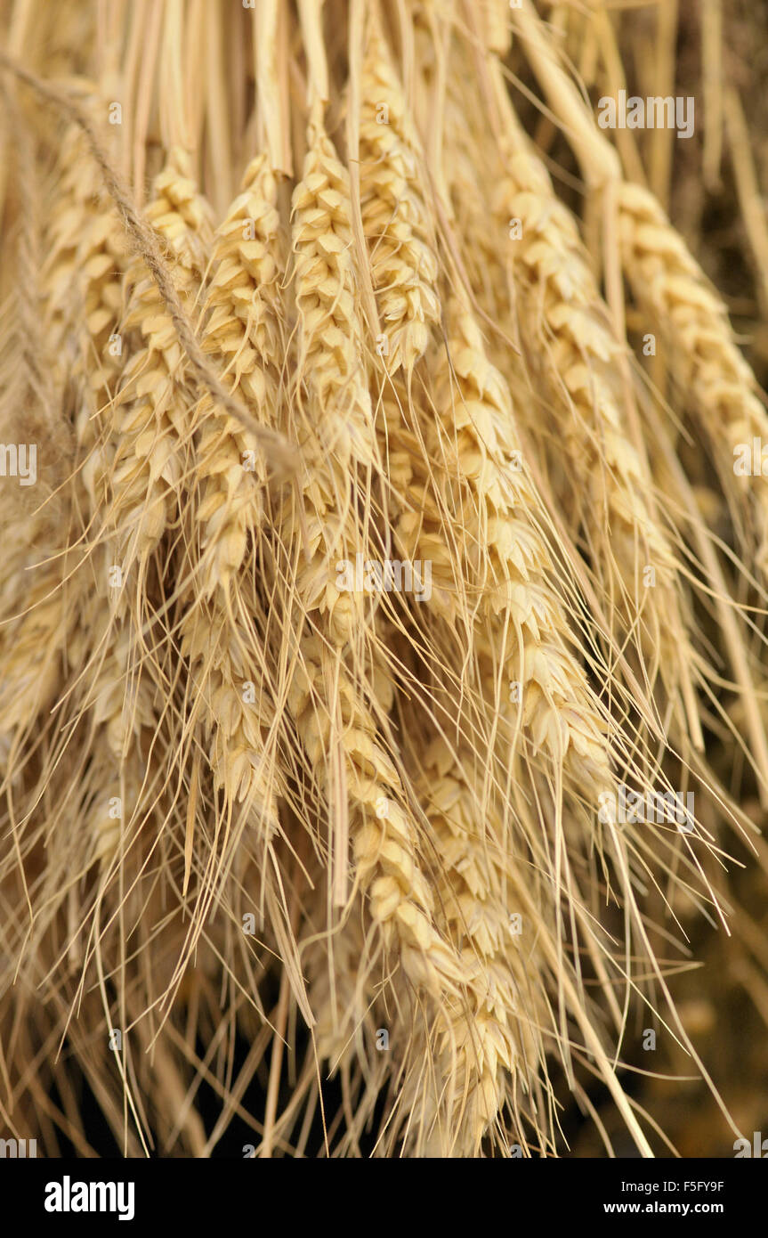 Spighe di grano. Foto Stock