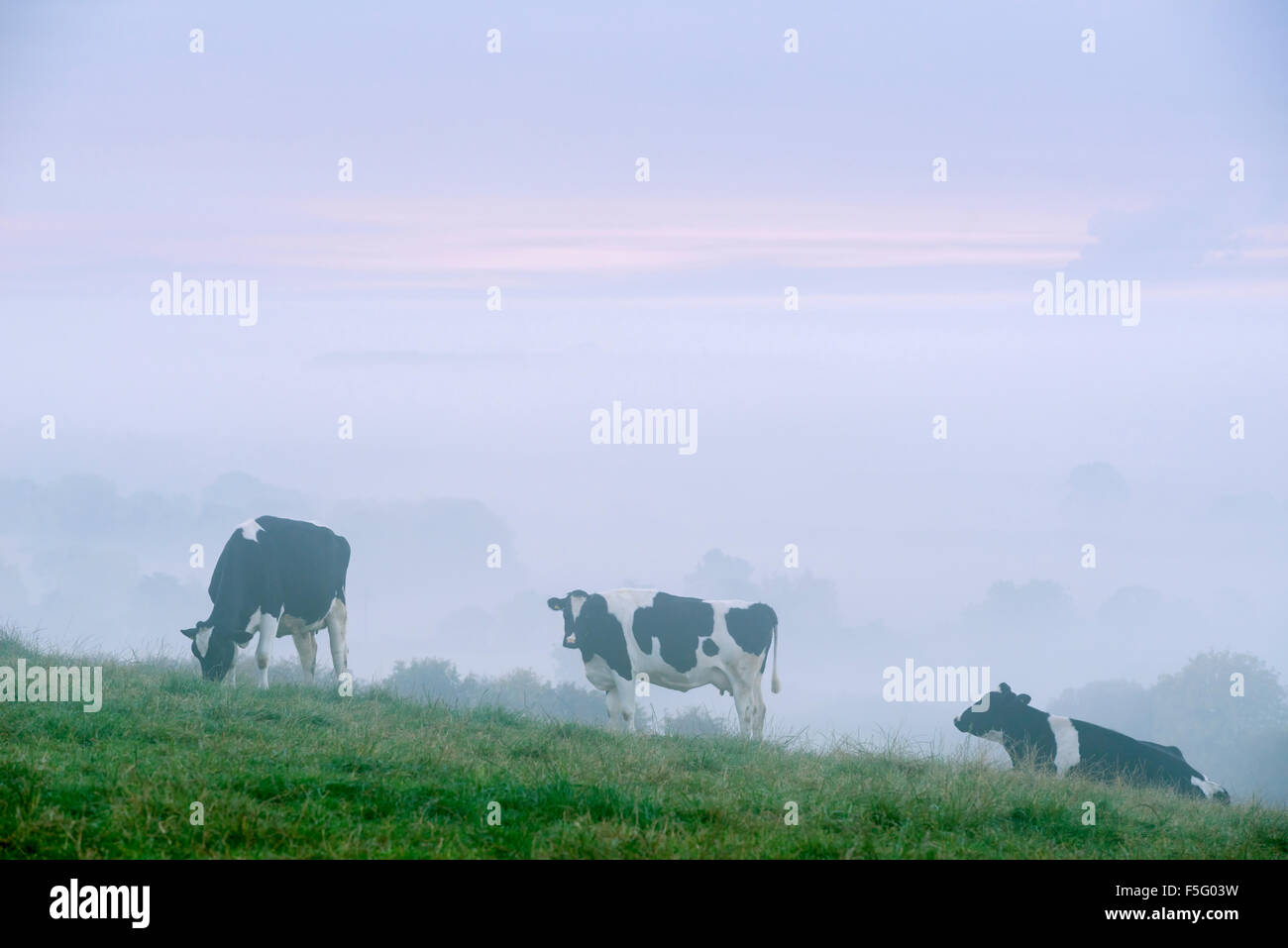Il pascolo di bestiame in early morning mist nel North Yorkshire. Foto Stock
