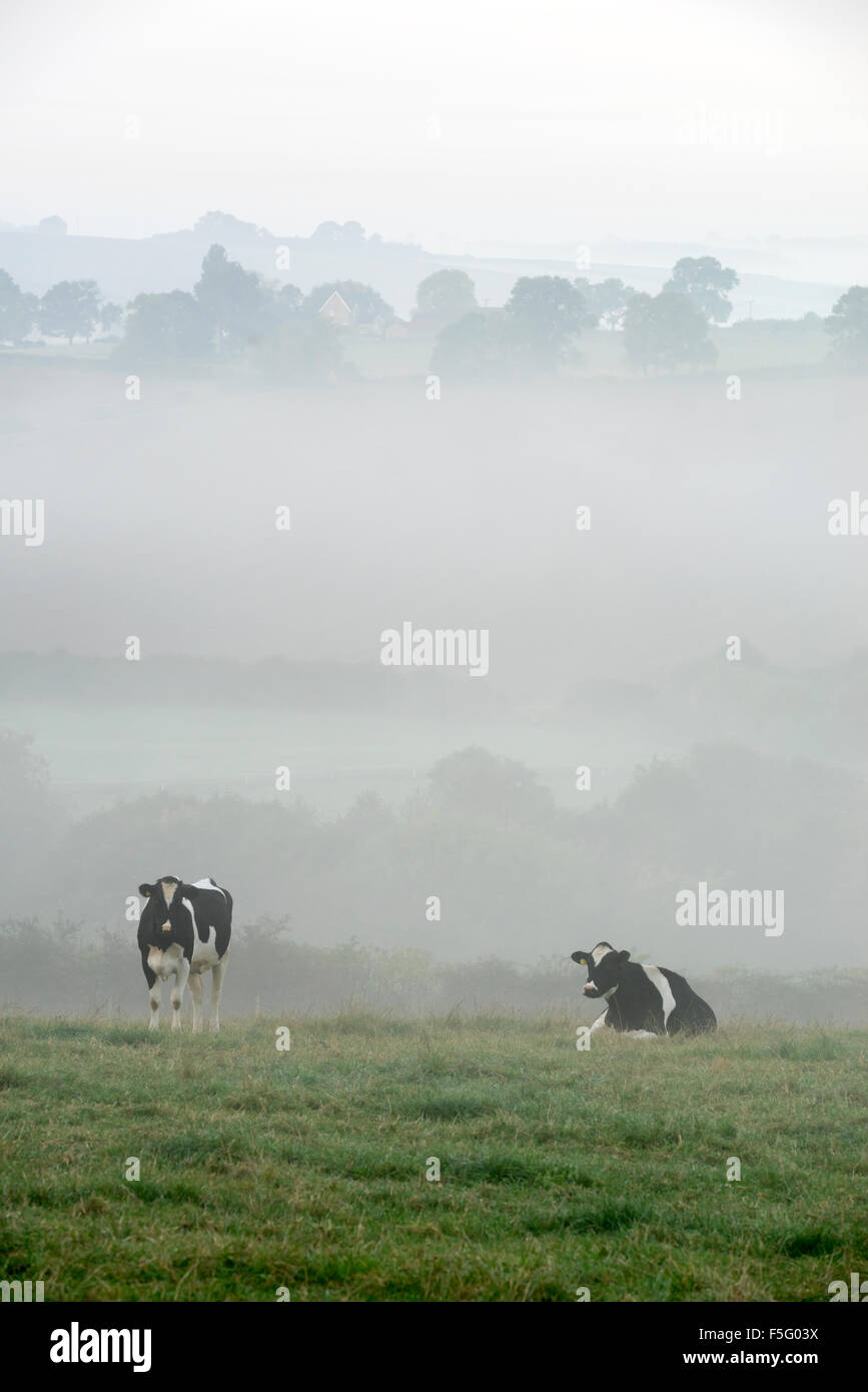 Il pascolo di bestiame in early morning mist nel North Yorkshire. Foto Stock