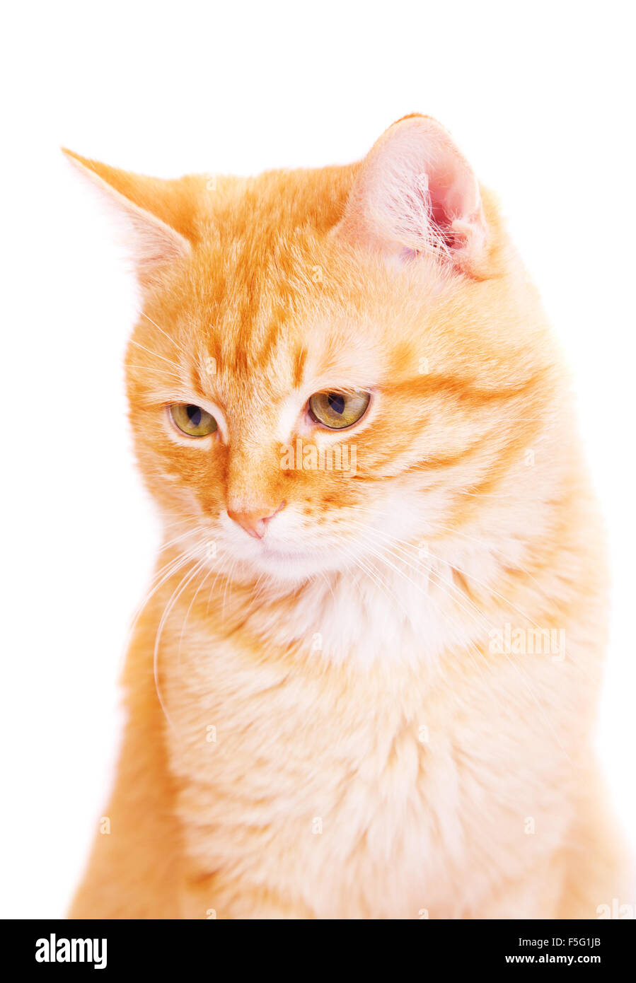 Gatto rosso su sfondo bianco, isolato Foto Stock