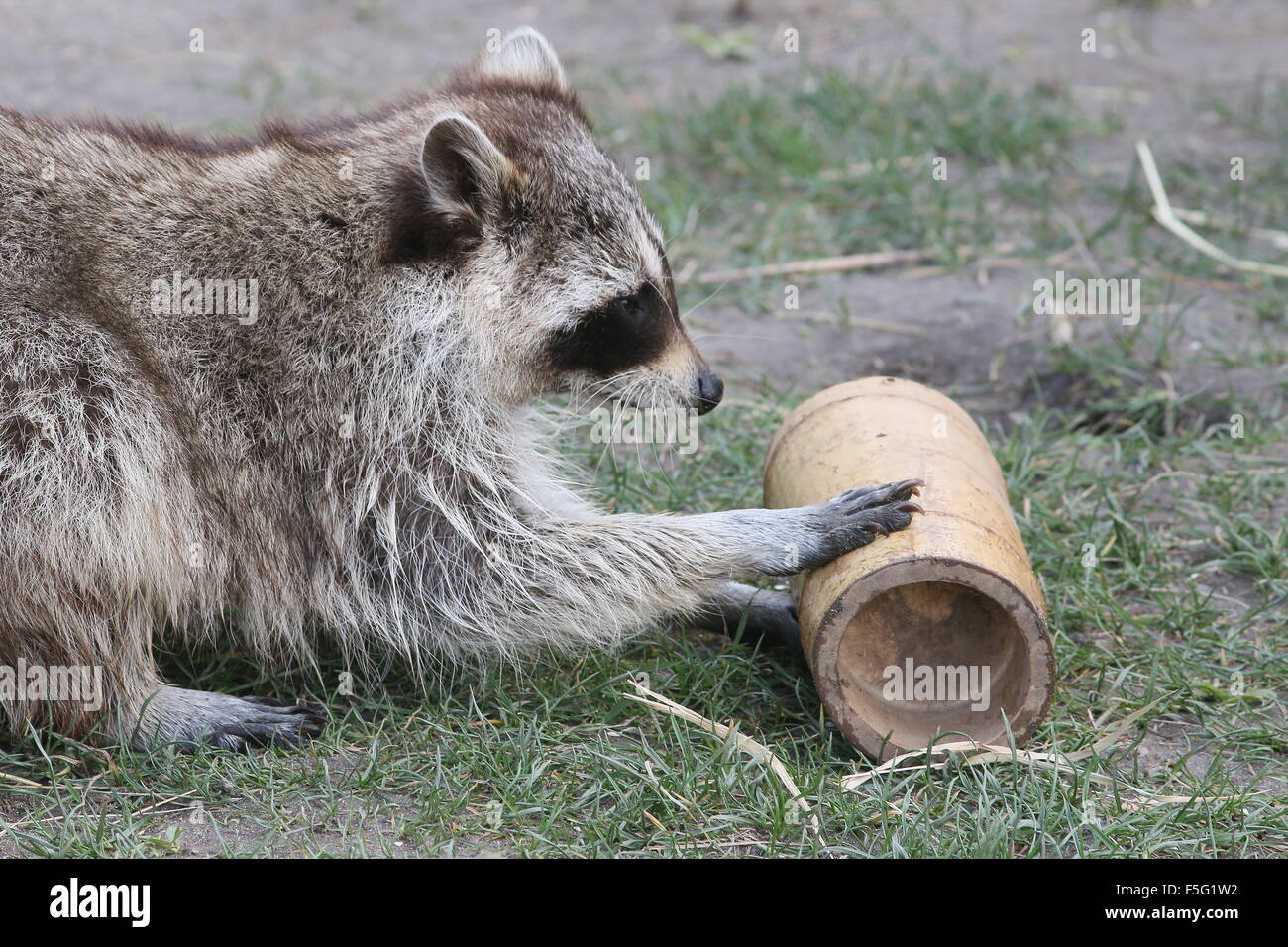 Nord America (procione procione lotor) cercando di estrarre uno snack da un involucro di bambù a Rotterdam Blijdorp Zoo, Paesi Bassi Foto Stock