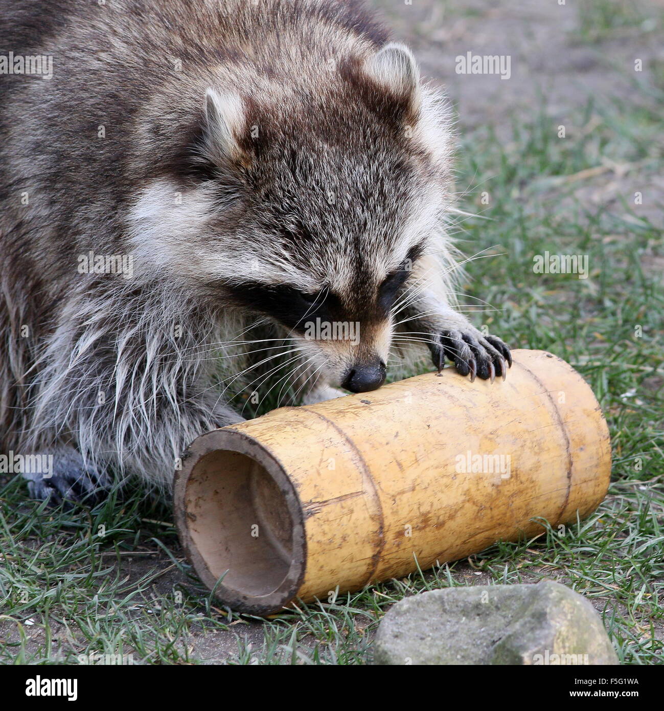 Nord America (procione procione lotor) cercando di estrarre uno snack da un contenitore di bambù a Rotterdam Blijdorp Zoo, Paesi Bassi Foto Stock