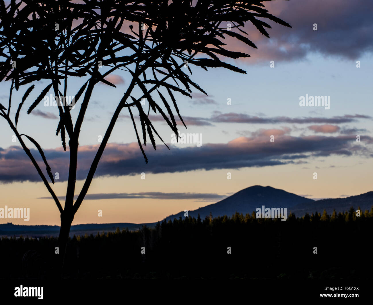 Montare Pihanga e Lancewood Tree al crepuscolo, Tongariro, Isola del nord, Nuova Zelanda Foto Stock