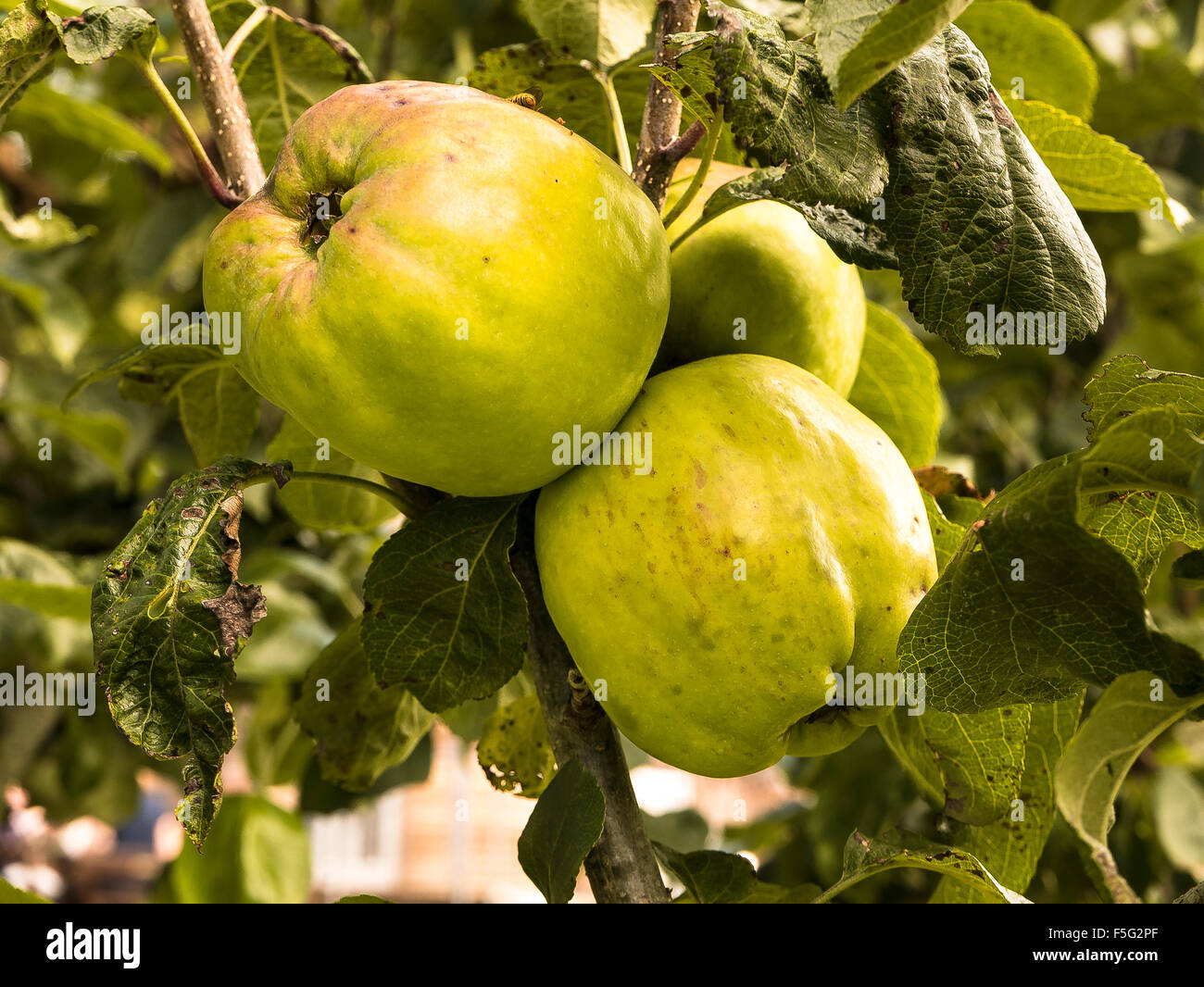 Cornish inusuale varietà di apple chiamato Pengelly cresce in Cornovaglia Foto Stock