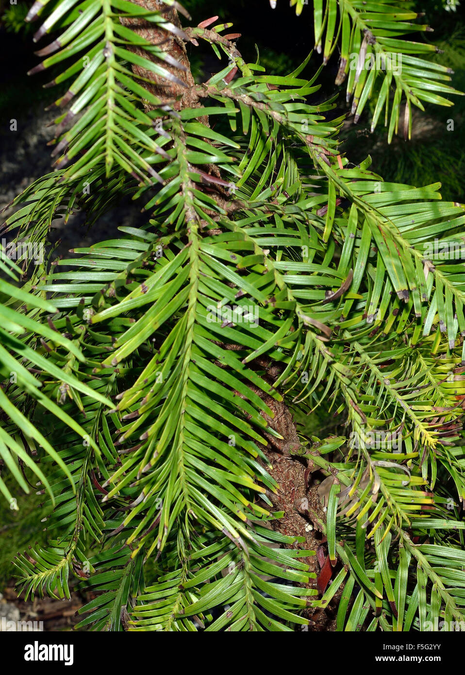Wollemi Pine - Wollemia nobilis antiche specie arboree da Wollemi National Park nel Nuovo Galles del Sud, Australia Foto Stock