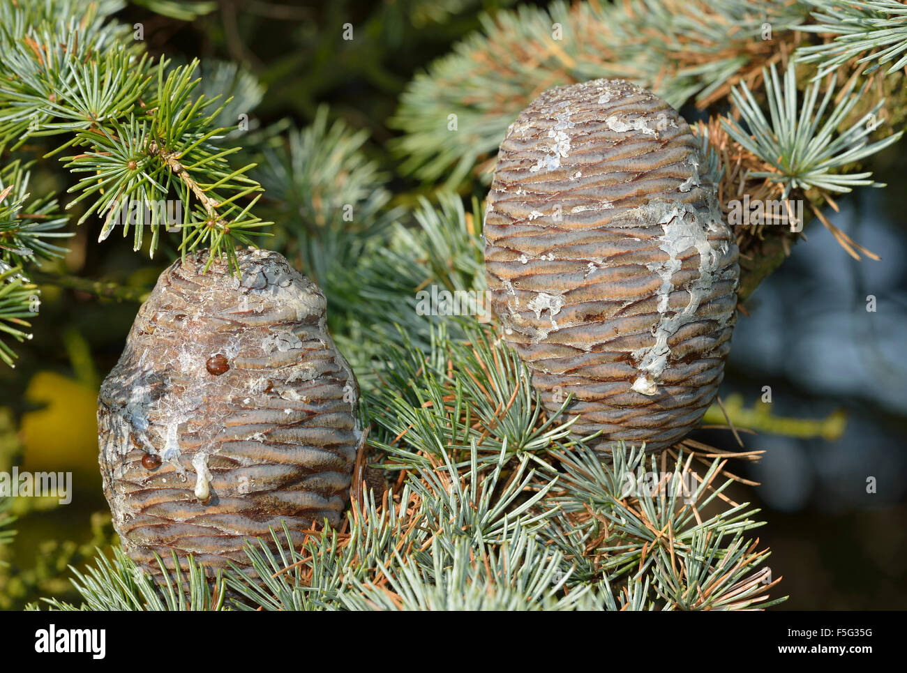 Atlas Blue coni di cedro - Cedrus atlantica var. glauca Foto Stock