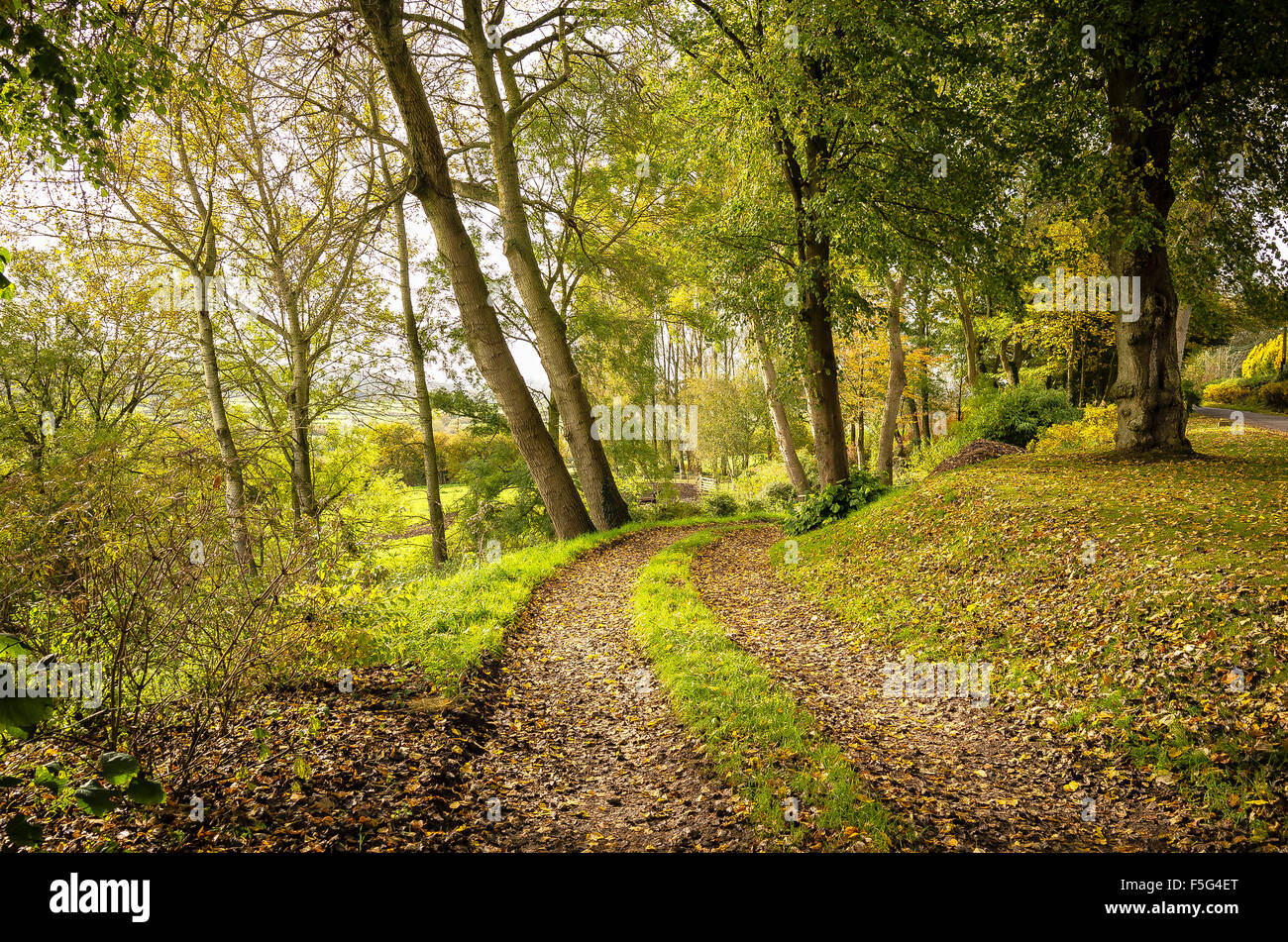 Inglese Wiltshire paesaggio di Bosco in autunno Foto Stock