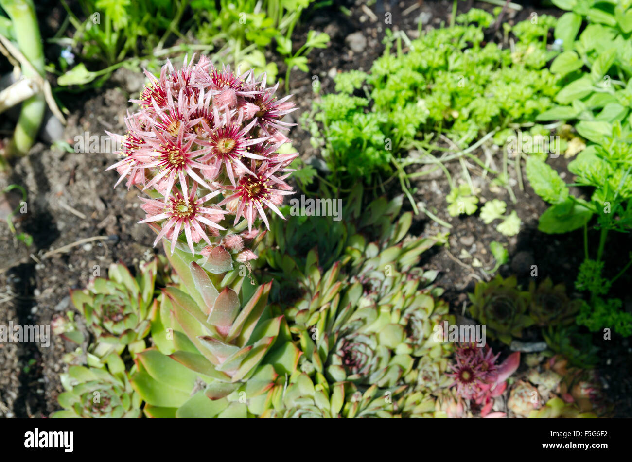 Semprevivo comune in fiore a (sempervivum Copernicia) nel giardino, foto dal nord della Svezia. Foto Stock