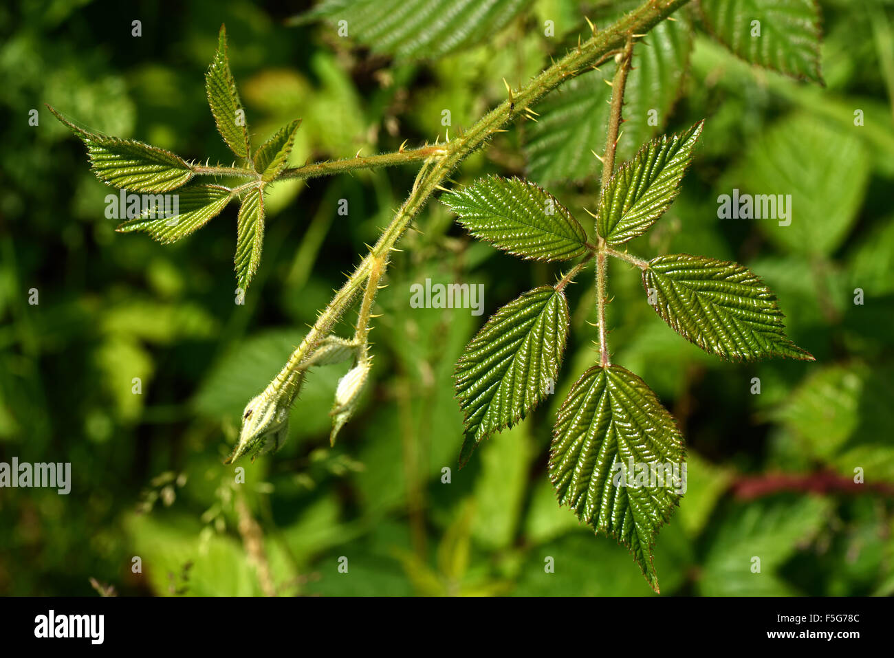 Punto crescente apice di una rampicate rovo o blackberry, Rubus fruticosus, sparare con foglie giovani, Giugno Foto Stock