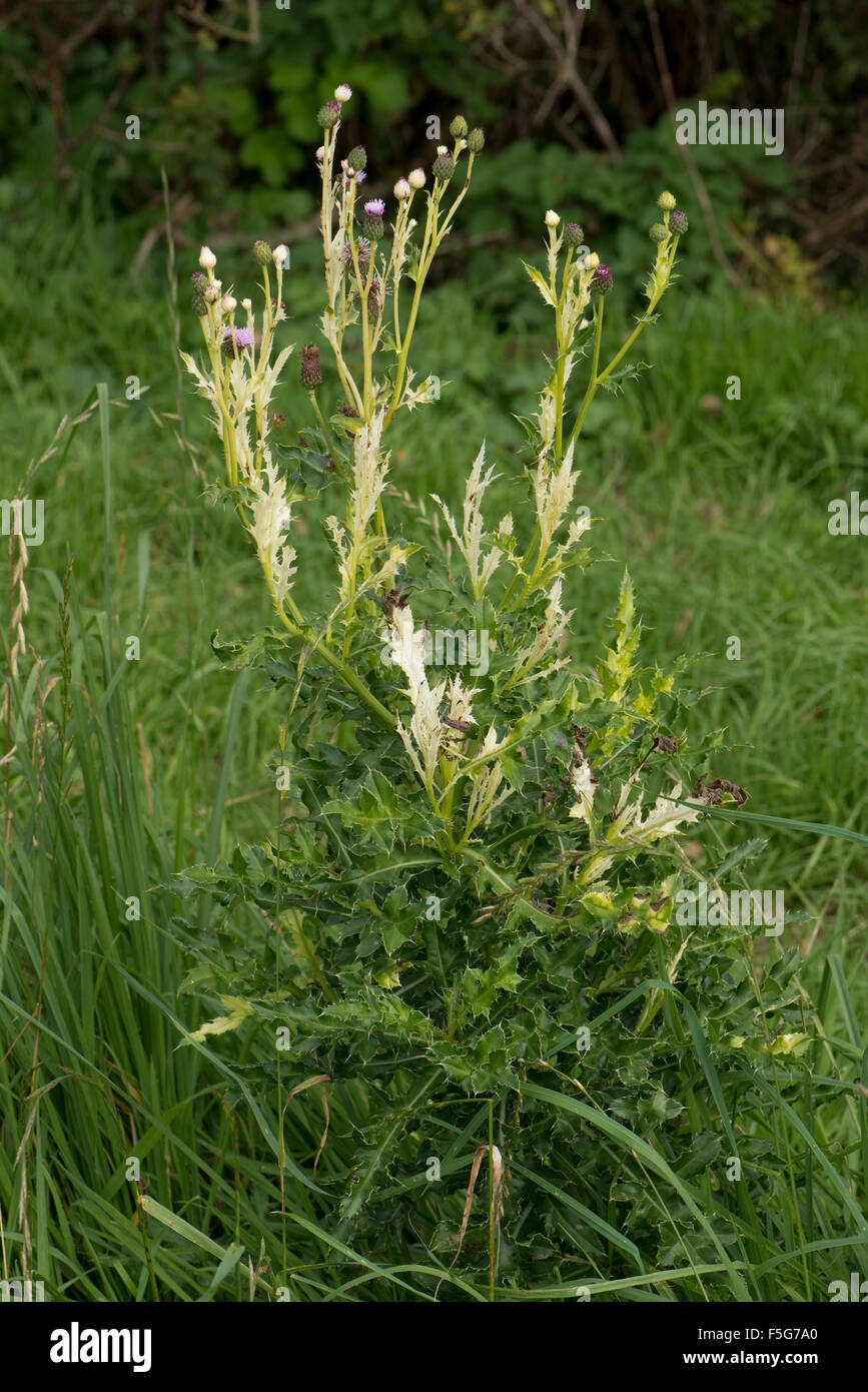 La clorosi causata da un batterio, Pseudomonas syringae pv tagetis (PST), su creeping thistle, Dorset, Ottobre Foto Stock