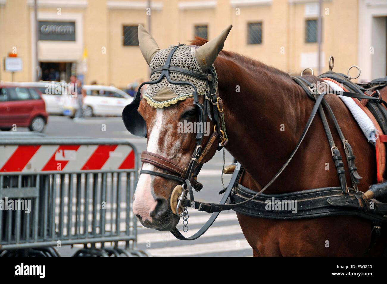 Carrello marrone a cavallo con tradizionale testa a crochet usura in corrispondenza delle strade di Roma, Italia Foto Stock