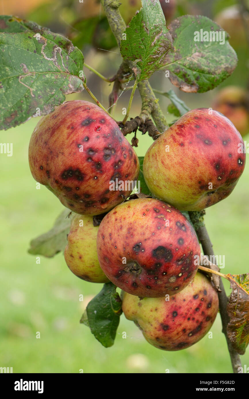 Discreta fungine o batteriche spotting su apple frutto nel tardo autunno mite, vaiolo nero, Berkshire, Novembre Foto Stock