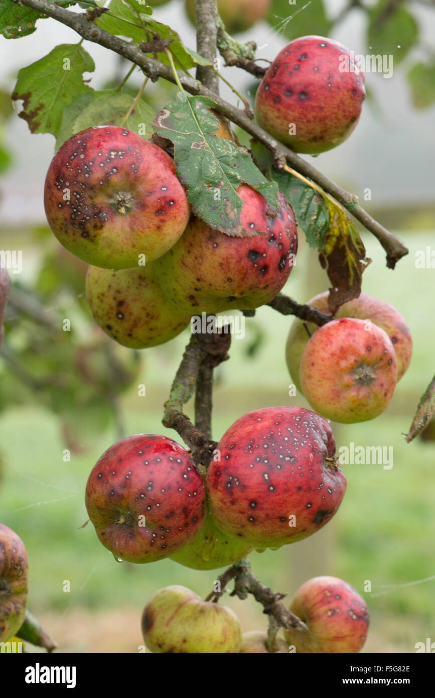 Discreta fungine o batteriche spotting su apple frutto nel tardo autunno mite, vaiolo nero, Berkshire, Novembre Foto Stock