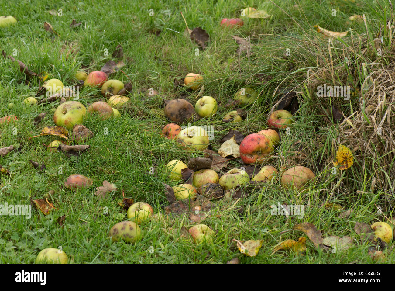 Windfalls, mele caduto dall'albero giacente in erba in un caldo umido autunno, Berkshire, Novembre Foto Stock