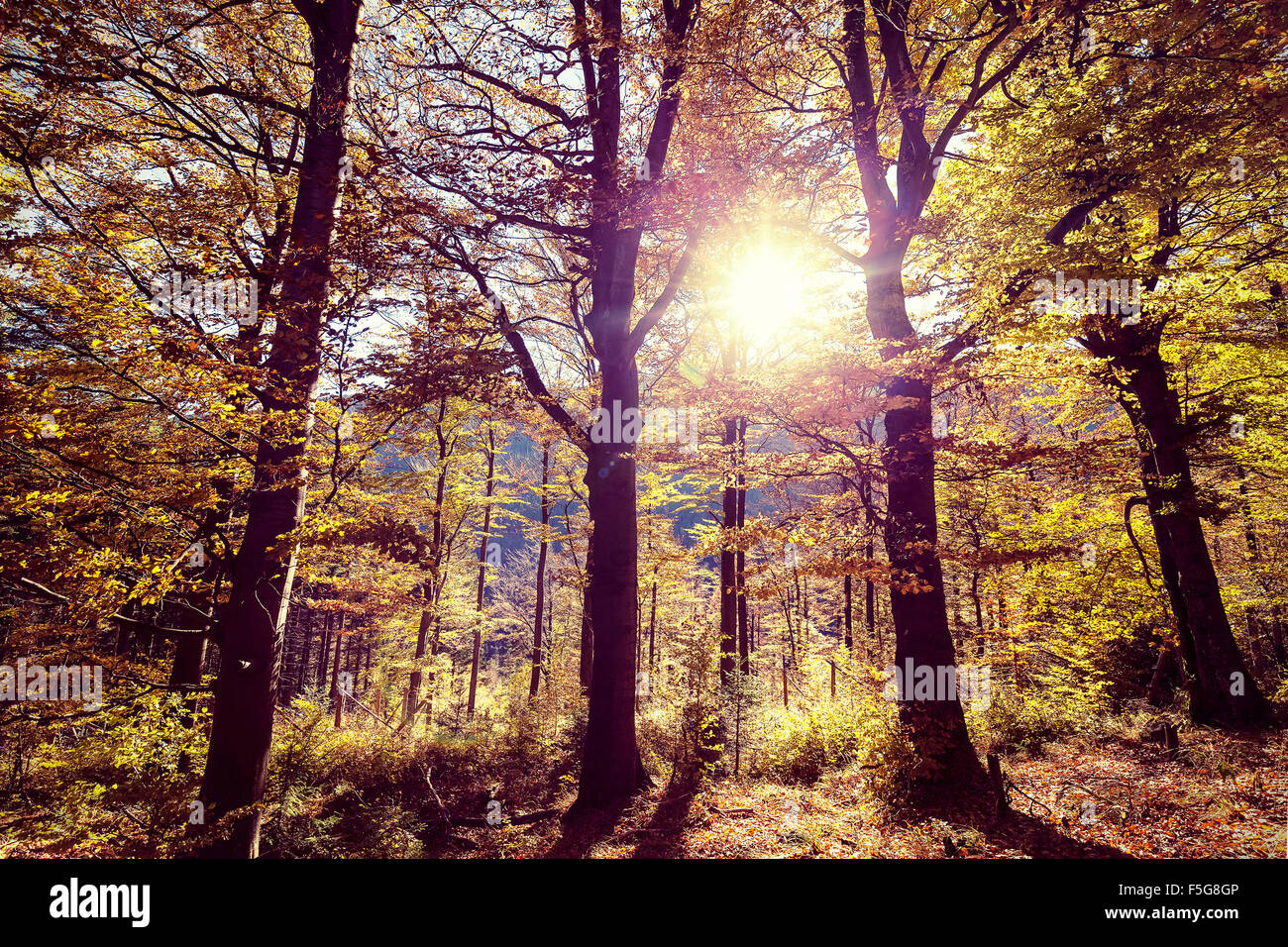 Retrò tonica immagine della foresta autunnale. Foto Stock