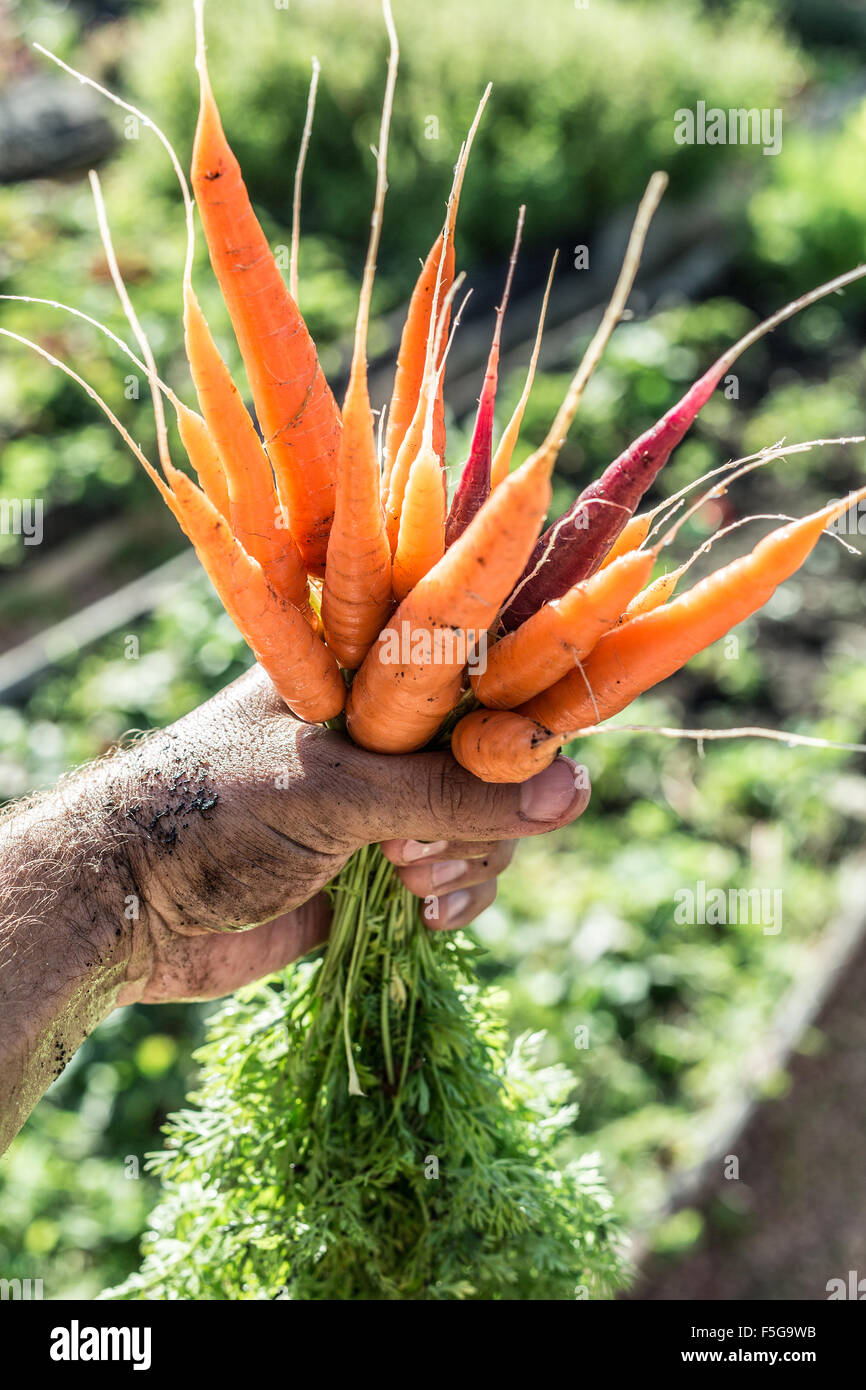 Le carote di mano d'uomo. Foto Stock