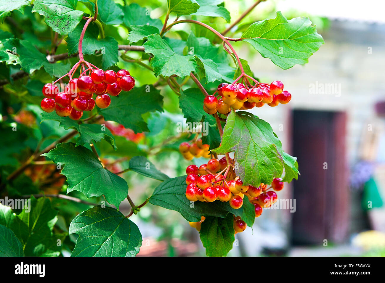 Chiusura del grappolo di bacche rosse di una Gu elder rosa o Viburnum opulus arbusto in una giornata di sole alla fine della stagione estiva. Foto Stock