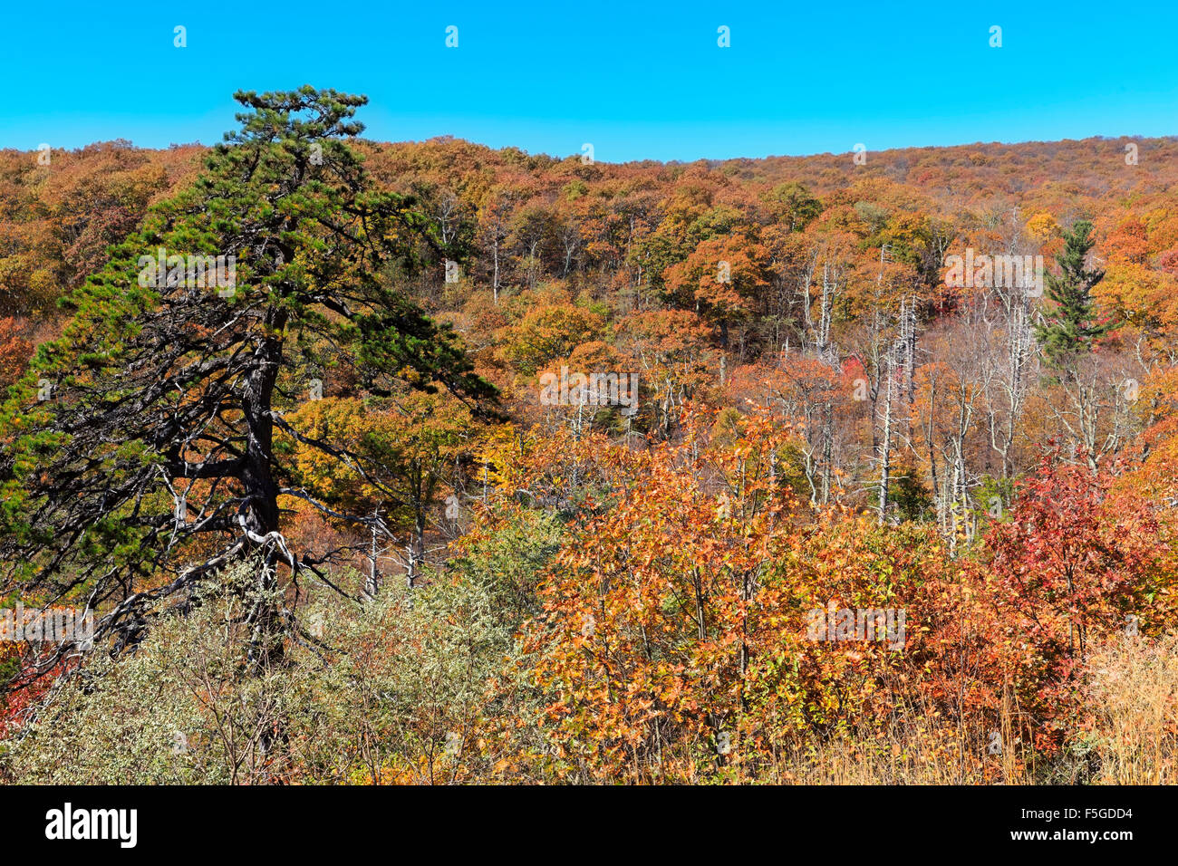 I pinnacoli si affacciano, Skyline Drive, Parco Nazionale di Shenandoah, Virginia Foto Stock