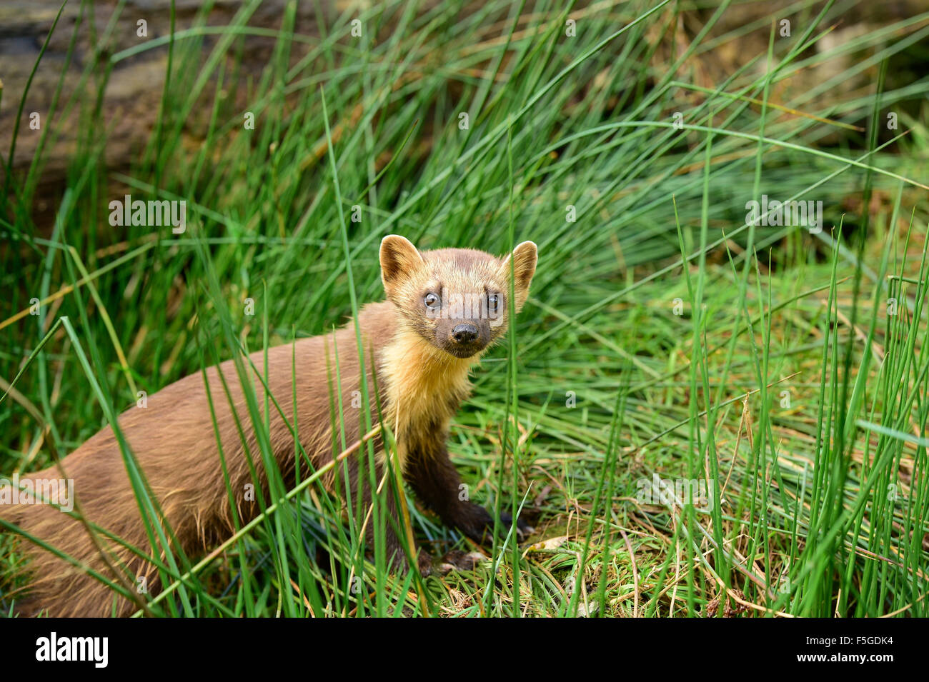 Mammiferi britannici Foto Stock