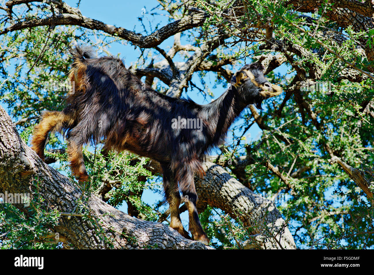 Ovini di arrampicata in un albero di argan è un comune in vista della campagna attorno a Agadir, Marocco. Foto Stock