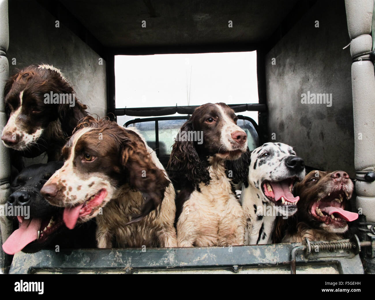 Cani felici Foto Stock