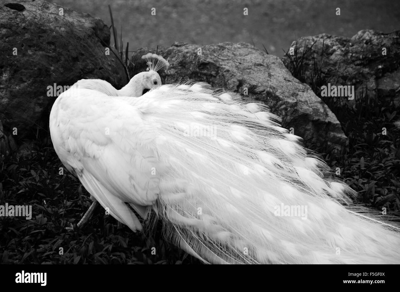 Pavone bianco Foto Stock