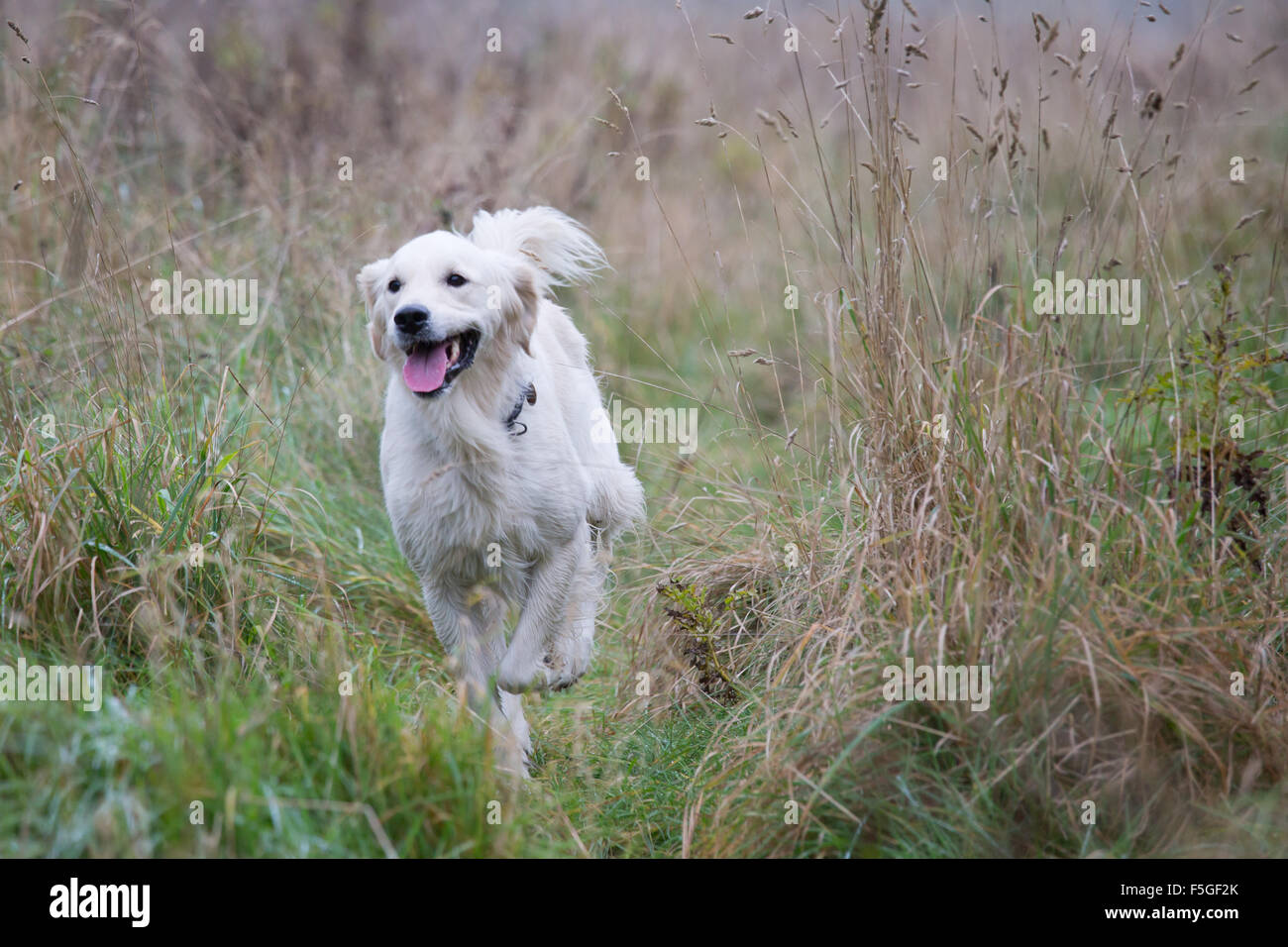 Il Golden Retriever in esecuzione attraverso l'erba alta Foto Stock