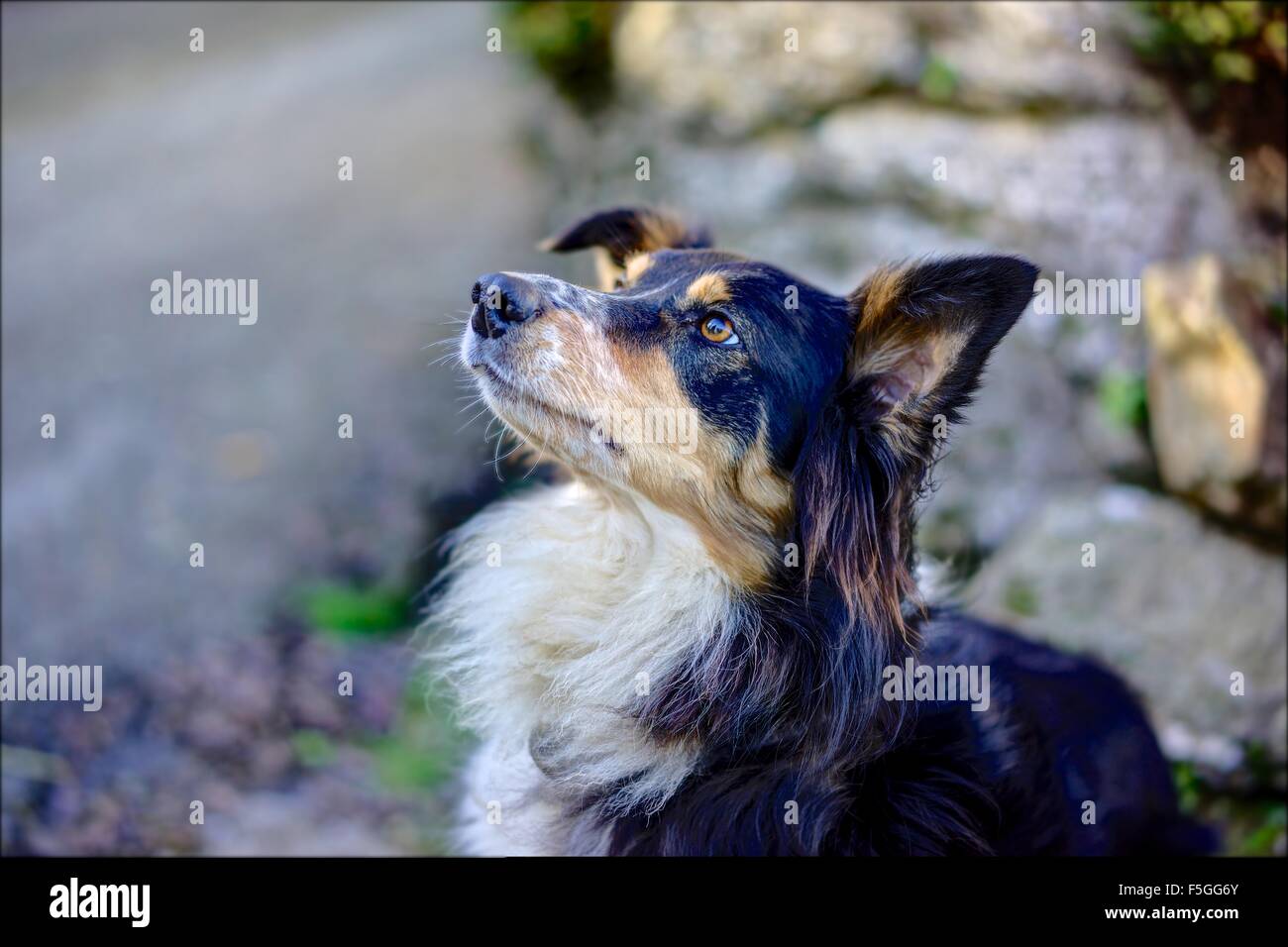 Un rendering bruscamente Collie Croce dog, seduta obbediente, aspettando il suo comando successivo contro uno sfondo sfocato di una corsia. Foto Stock