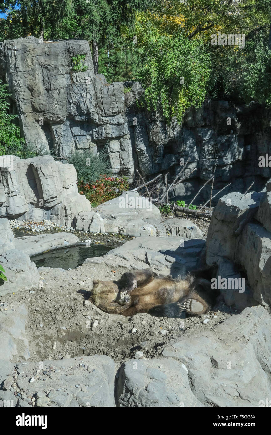 Orso grizzly di habitat in Central Park Zoo, NYC, STATI UNITI D'AMERICA Foto Stock