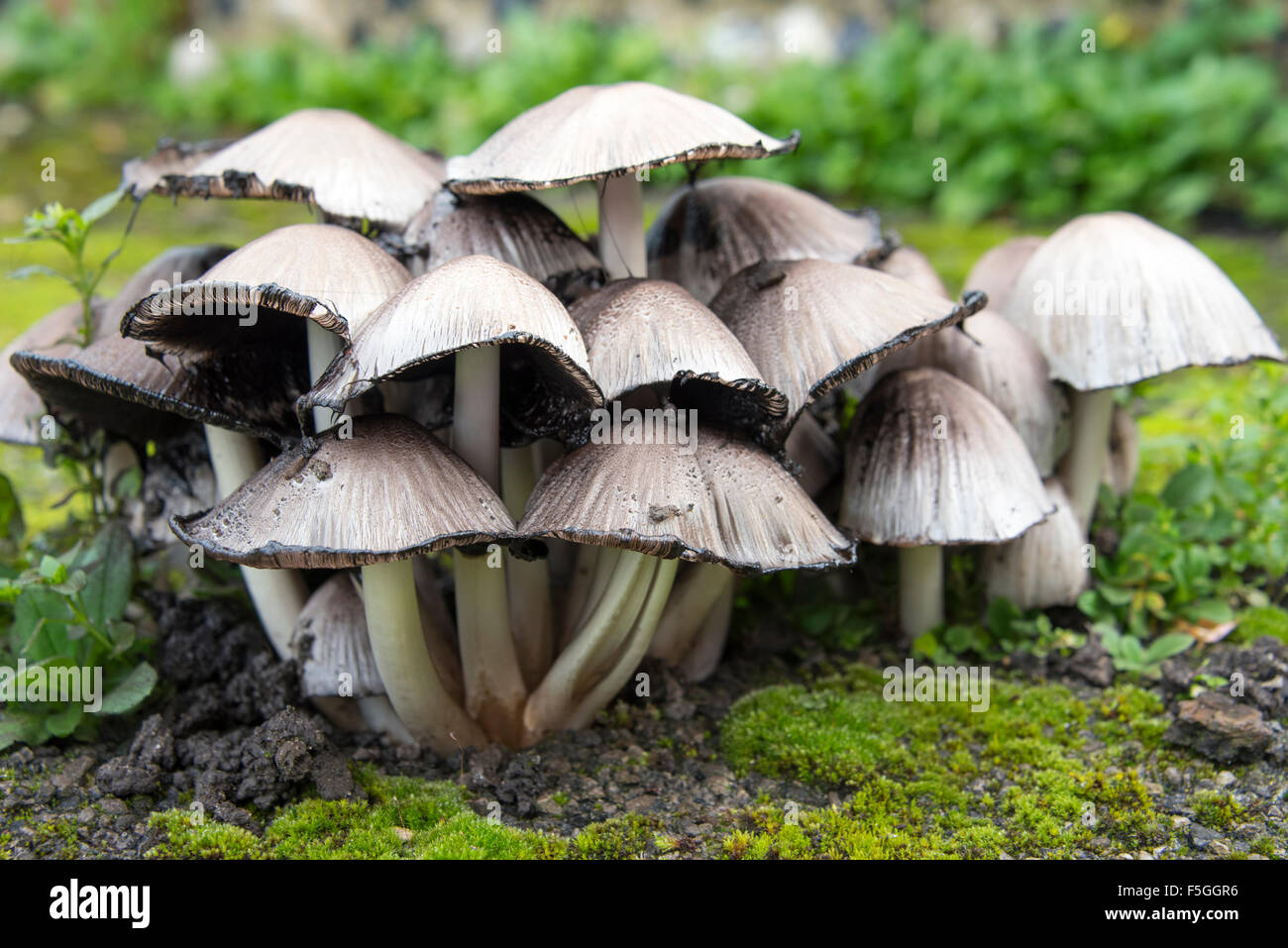 Funghi selvatici Foto Stock