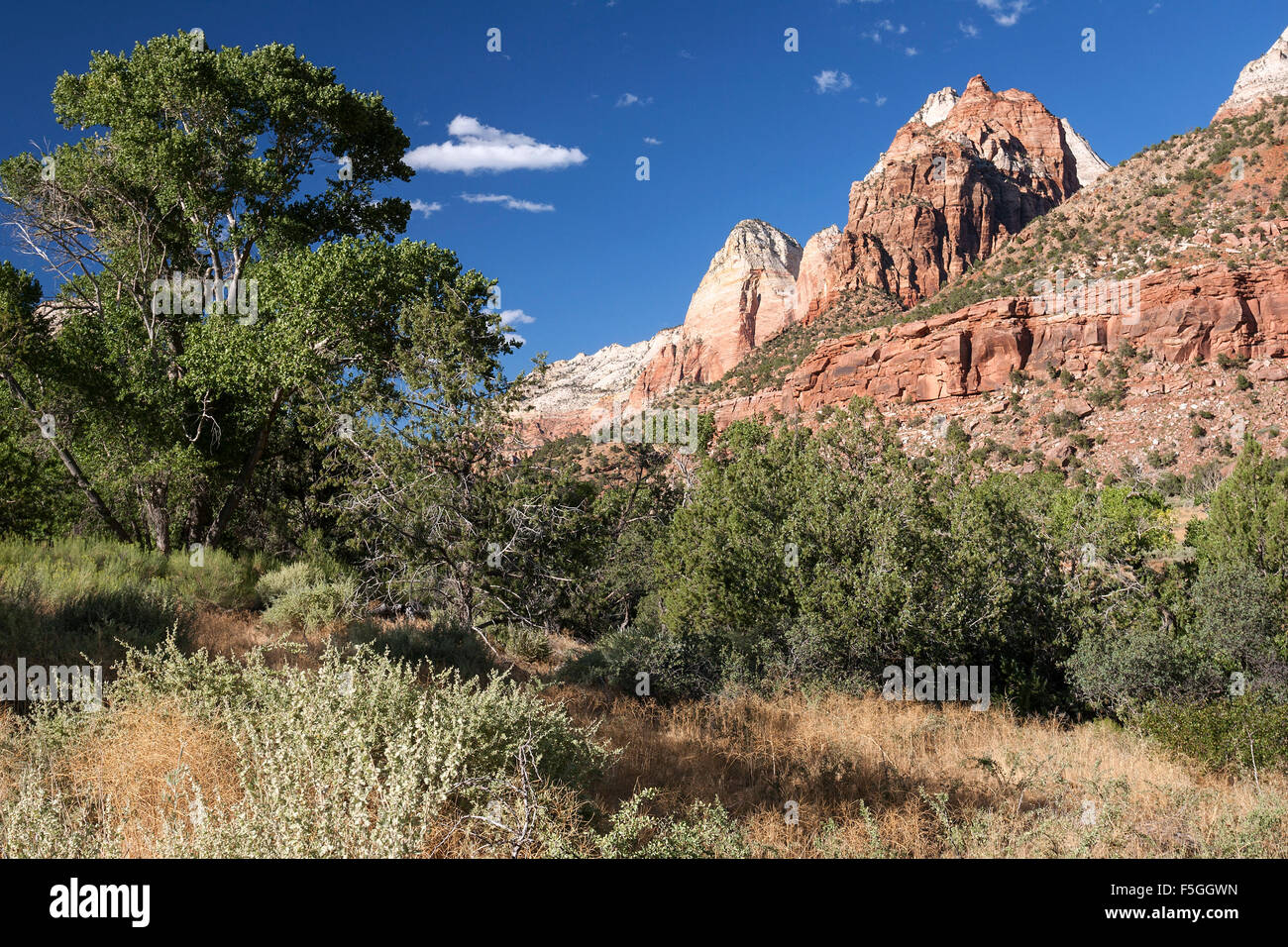 North Fork Virgin River Valley e scogliere di arenaria, Parco Nazionale Zion, Utah, Stati Uniti d'America Foto Stock