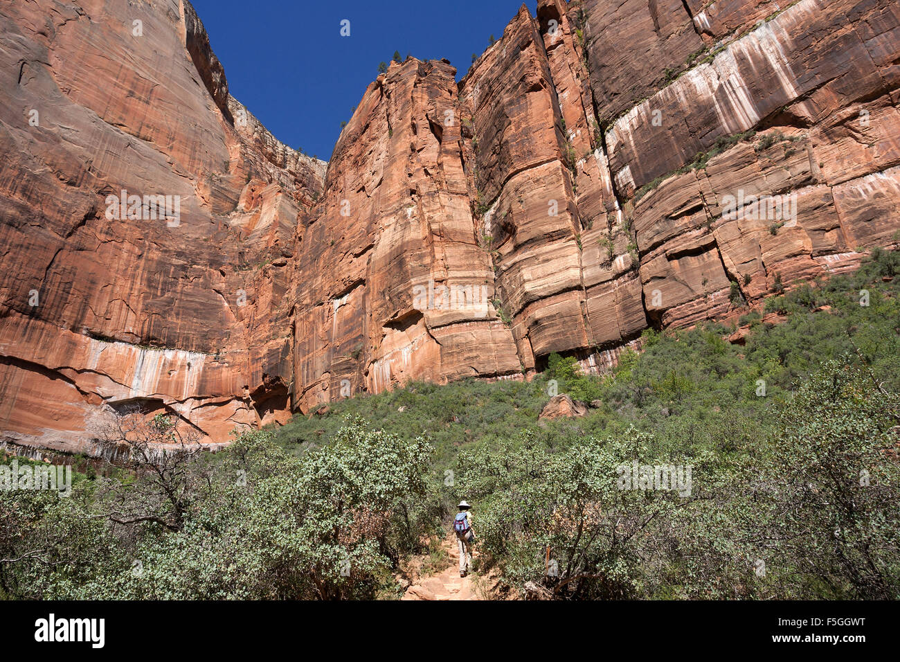 Facce ripide, arenaria, Smeraldo Piscine Trail, Parco Nazionale Zion, Utah, Stati Uniti d'America Foto Stock