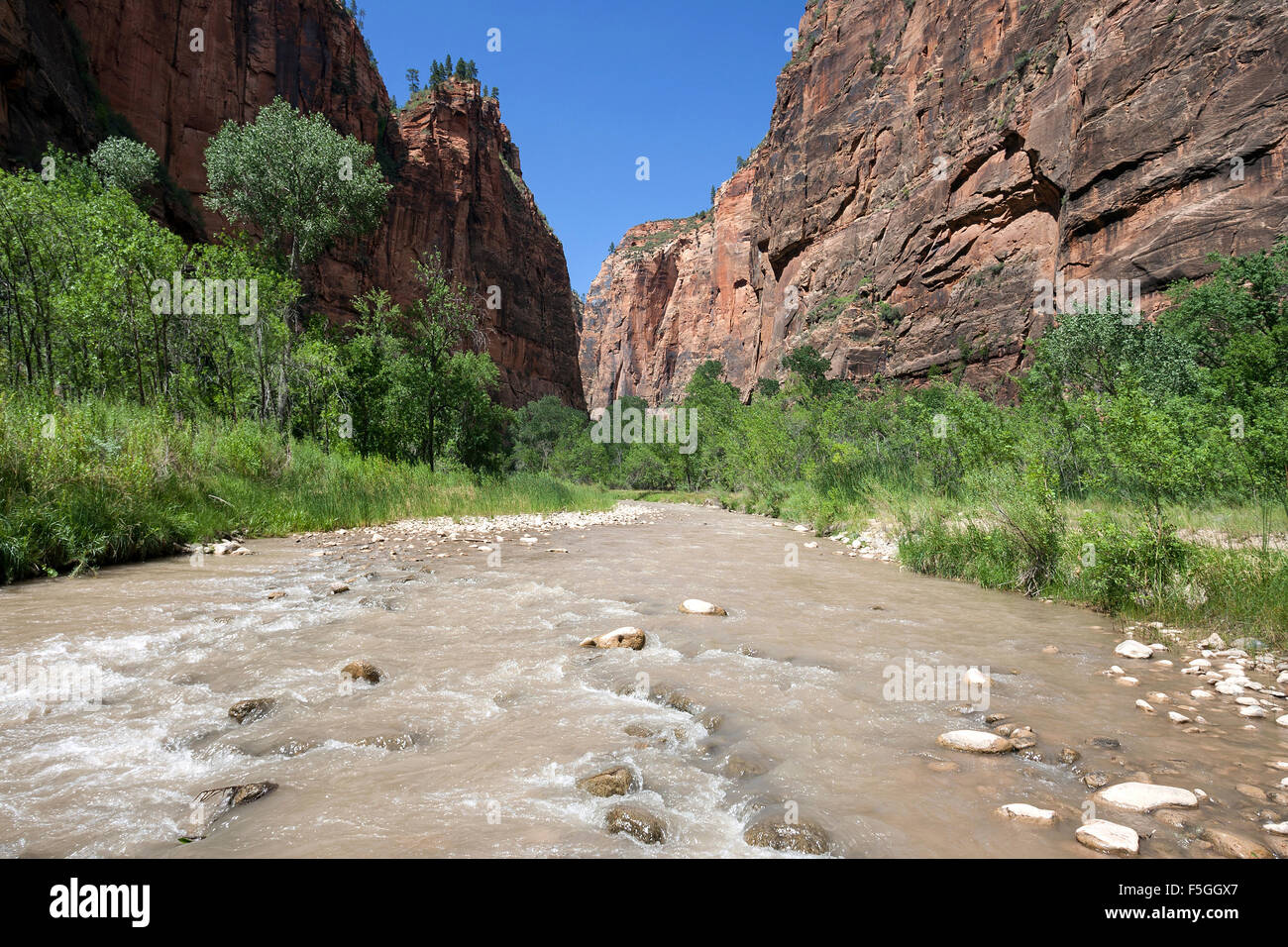 North Fork fiume vergine, Riverside Walk, verticale scogliere di Zion Canyon di sinistra e di destra del Parco Nazionale Zion, Utah, Stati Uniti d'America Foto Stock