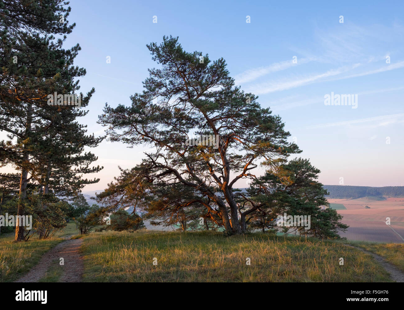 Strada e alberi di pino in Grainberg-Kalbenstein riserva naturale, bassa Franconia, Franconia, Baviera, Germania Foto Stock
