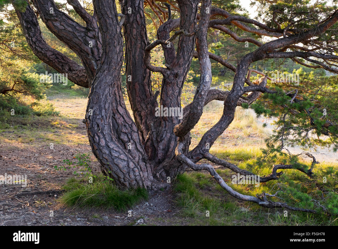 Il vecchio albero di pino in Grainberg-Kalbenstein riserva naturale, bassa Franconia, Franconia, Baviera, Germania Foto Stock