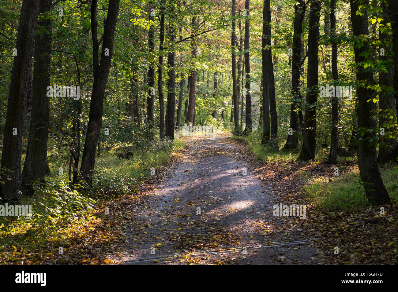 Strada forestale nel Grainberg-Kalbenstein riserva naturale, bassa Franconia, Franconia, Baviera, Germania Foto Stock