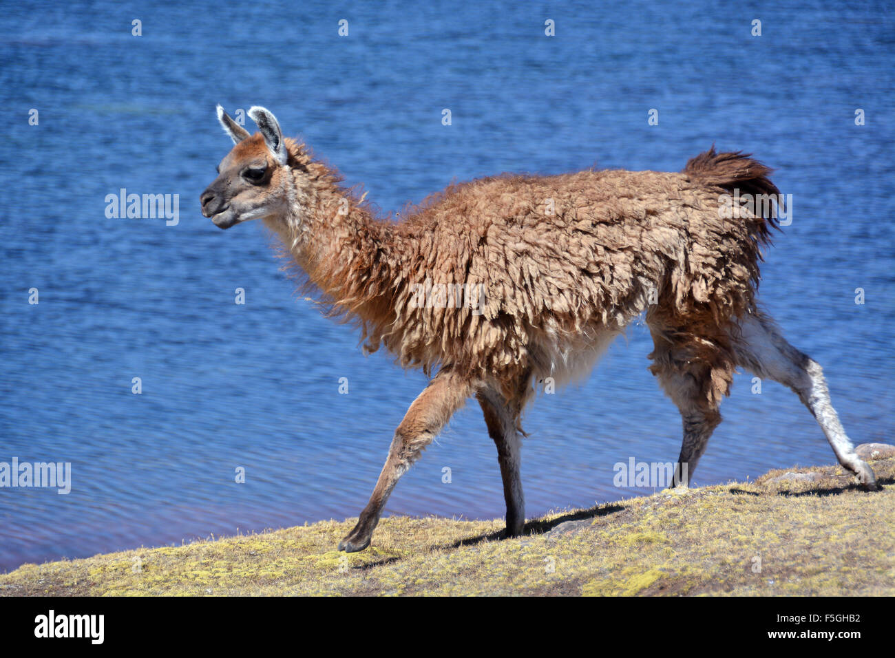 Brown llama (lama glama) a piedi nella parte anteriore del lago, altiplano, Bolivia Foto Stock