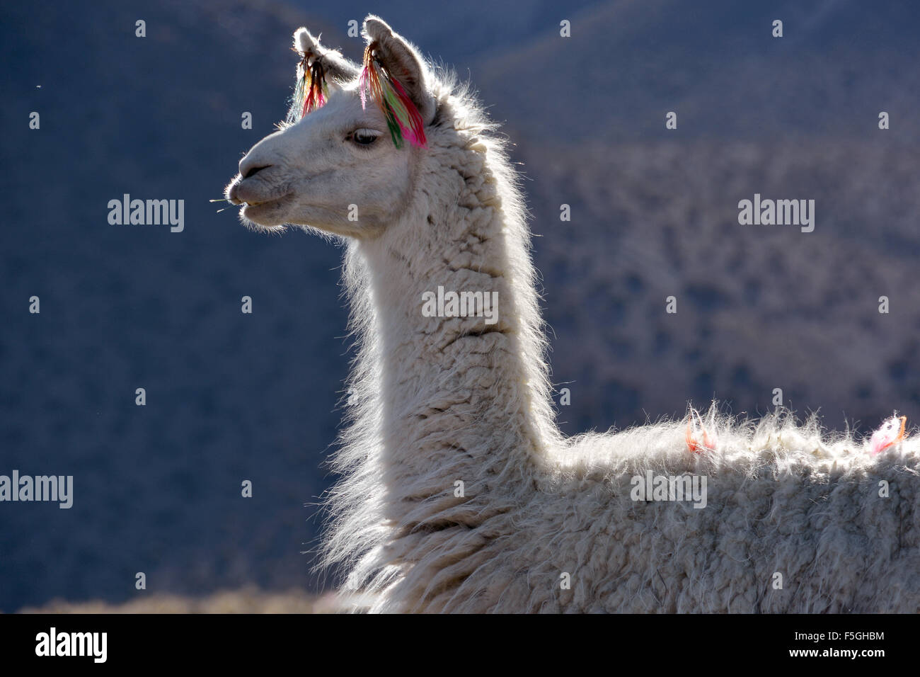 White llama (lama glama), ritratto, altiplano, Bolivia Foto Stock