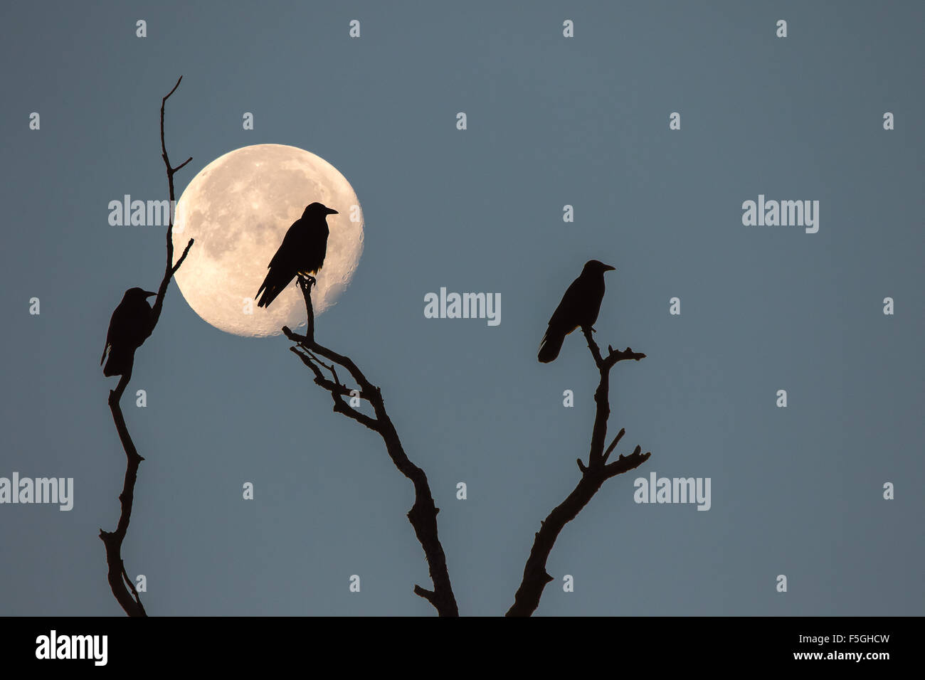 Tre corvi (Corvus frugilegus) seduti sui rami morti durante la luna piena, sagome Foto Stock