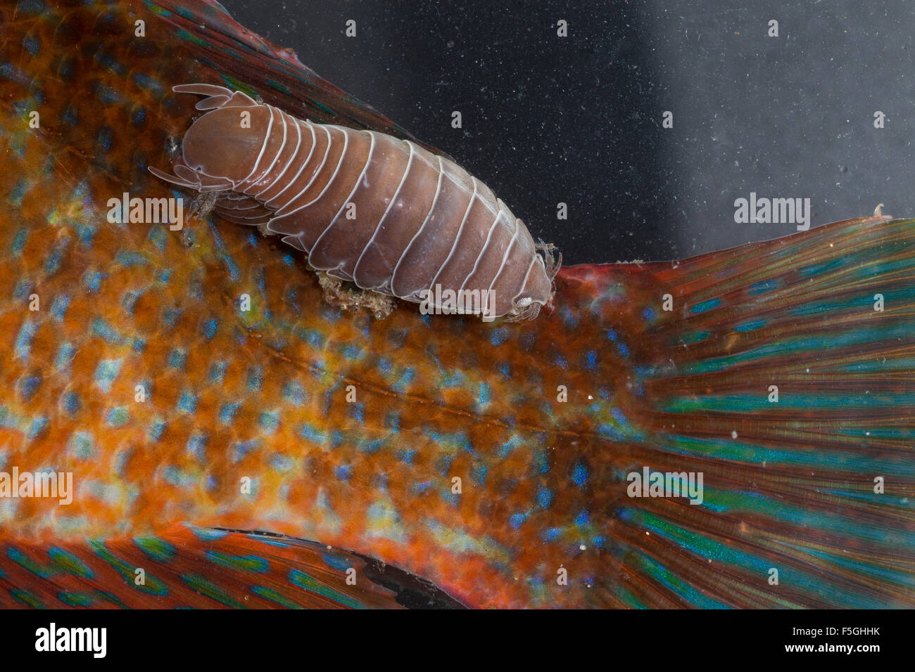 Pesce-flea, pidocchio del pesce, pesce parassita isopod, Fischassel, Fischlaus, Fischfloh, Anilocra spec., Fischasseln, Cymothoidae Foto Stock