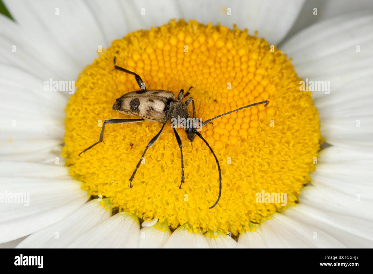 Chiazzato Longhorn Beetle, Gefleckter Blütenbock, Blütenbesuch, Pachytodes cerambyciformis, Judolia cerambyciformis Foto Stock
