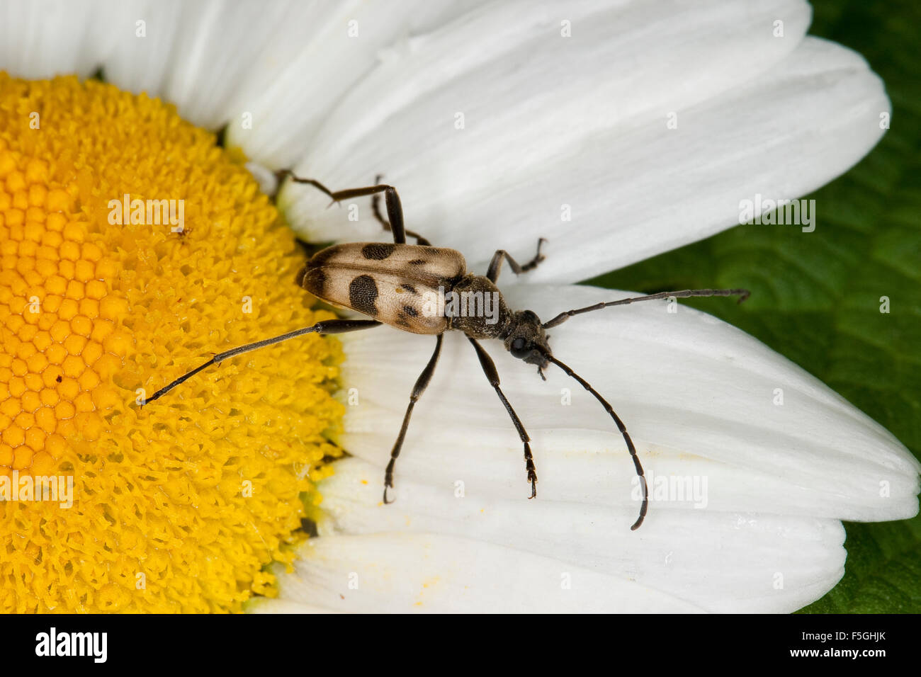 Chiazzato Longhorn Beetle, Gefleckter Blütenbock, Blütenbesuch, Pachytodes cerambyciformis, Judolia cerambyciformis Foto Stock